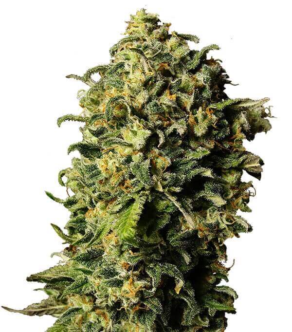 Купить семена конопли Tashkenti Auto Fem. Купить семена конопли Tashkenti Auto Fem.