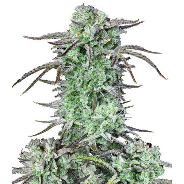 Купить семена конопли Strawberry Banana Auto Fem. Купить семена конопли Strawberry Banana Auto Fem.