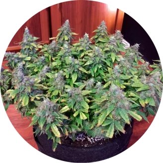 Jack Herer Auto Fem.