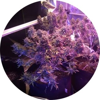 White Widow Auto Fem.