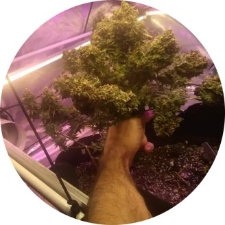 White Widow Auto Fem.