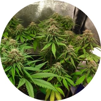 Cream Caramel Auto Fem.