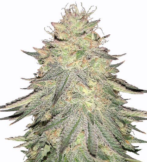 Купить семена конопли Dos-Wi-Dos Auto Fem.