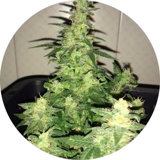 Afghan Kush Auto Fem.