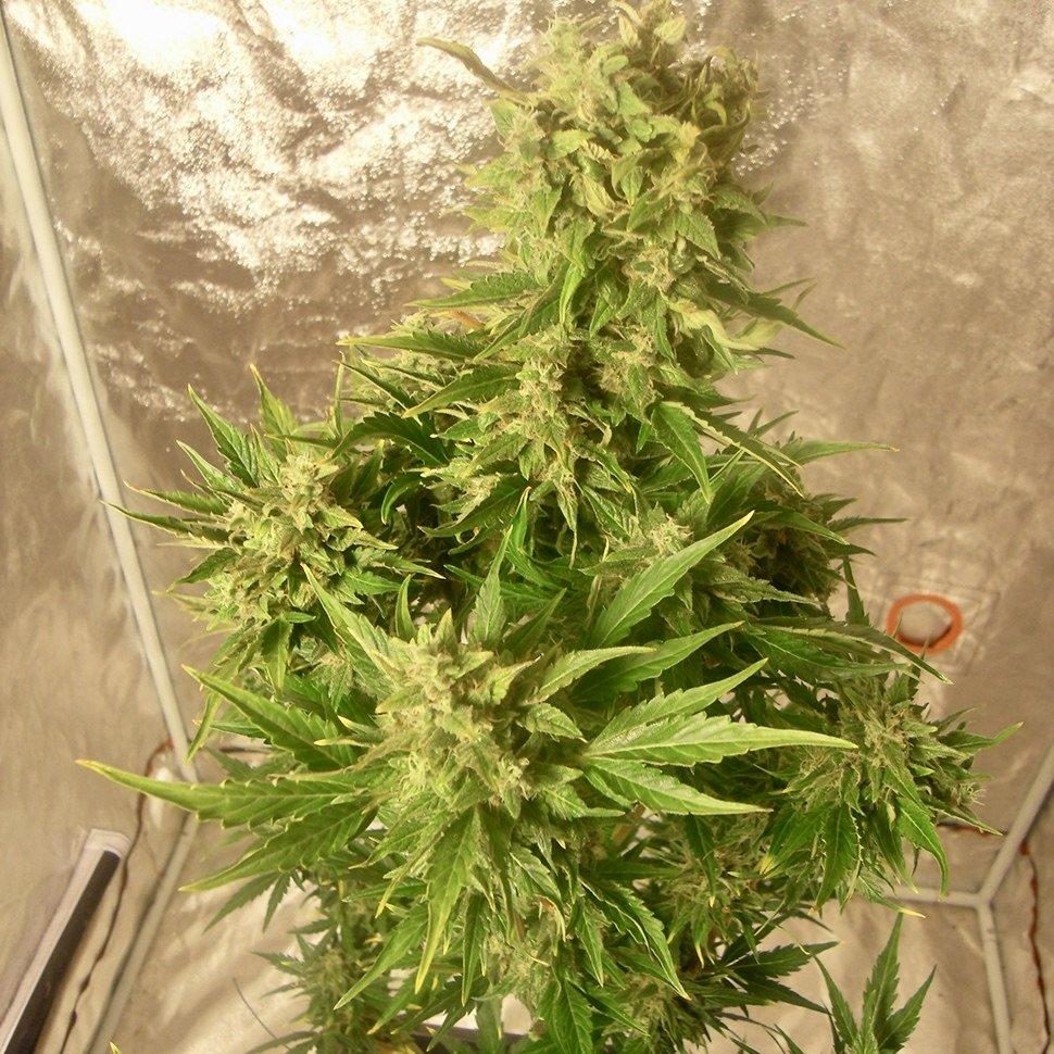 Afghan Kush Auto Fem.