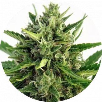 Купить семена конопли Malawi Reg.