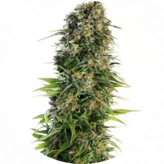 Купить семена конопли Golden Skunk Reg.
