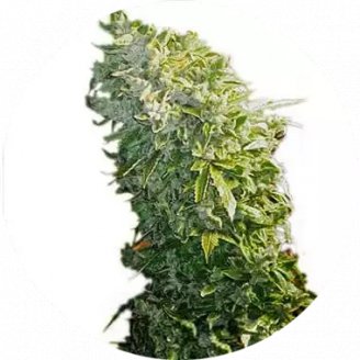 Купить семена конопли Maxxi Auto Reg.