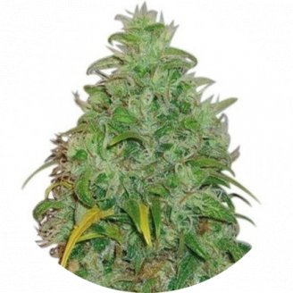 Купить семена конопли LSD #1 Reg.