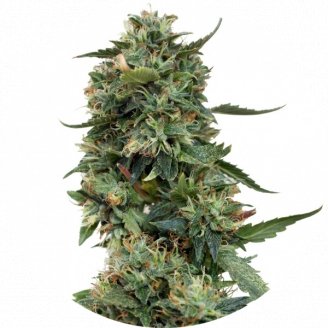 Купить семена конопли LSD Fem.