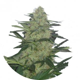 Купить семена конопли Tutankhamon Auto Fem.