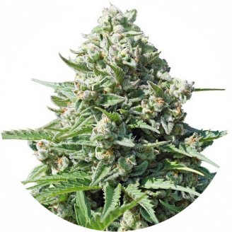 Купить семена конопли Gorilla Glue Auto Fem.