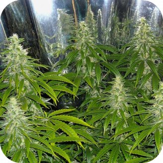 Mexican Sativa Auto Fem.