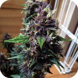 Blueberry Jack Auto Fem.