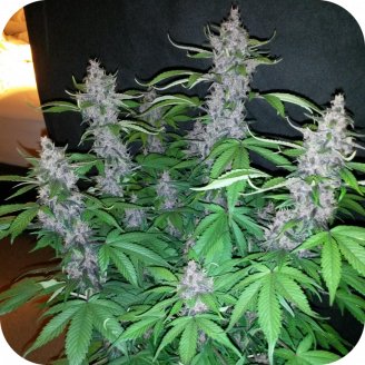 Blueberry Jack Auto Fem.