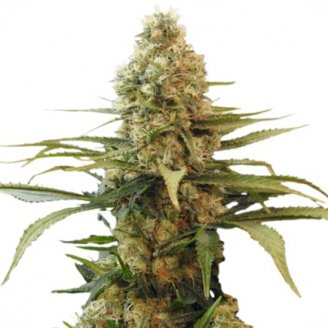 Купить семена конопли Voodoo Auto Fem.