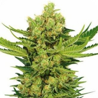 Купить семена конопли Cheese Auto Fem. Купить семена конопли Cheese Auto Fem.