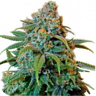 Купить семена конопли Thai Haze Auto Fem.