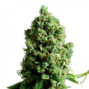 Купить семена конопли King Kush Auto Fem. Купить семена конопли King Kush Auto Fem.