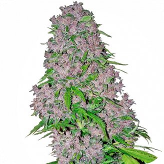 Купить семена конопли Blue Hawaiian Auto Fem. Купить семена конопли Blue Hawaiian Auto Fem.