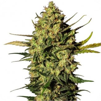 Купить семена конопли Power Plant Auto Fem.