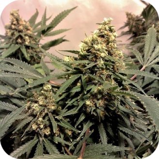 Power Plant Auto Fem.