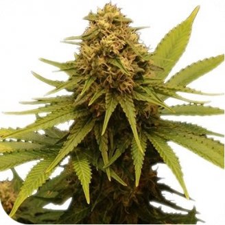 Купить семена конопли Critical Express Auto Fem. Купить семена конопли Critical Express Auto Fem.