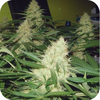 Critical Express Auto Fem.