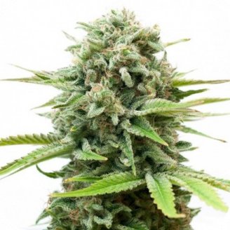 Купить семена конопли Berry White Auto Fem. Купить семена конопли Berry White Auto Fem.