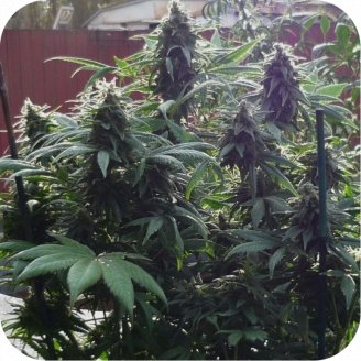 Berry White Auto Fem.