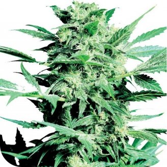 Купить семена конопли Poison Kush Auto Fem.