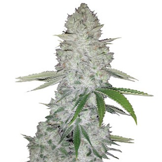 Купить семена конопли Gorilla Glue Auto Fem.
