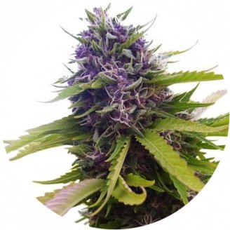 Купить семена конопли Blueberry Auto Fem.