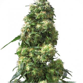 Купить семена конопли Skunk Auto Fem.