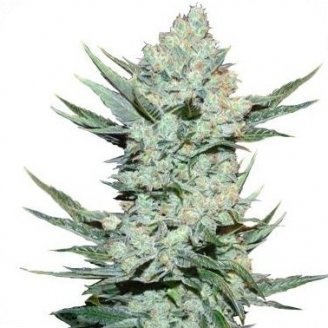 Купить семена конопли Tangie'matic Auto Fem. Купить семена конопли Tangie'matic Auto Fem.