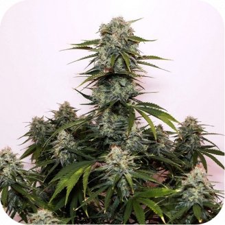 Tangie'matic Auto Fem.