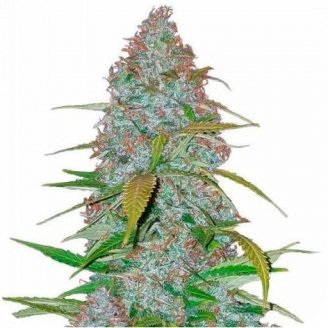 Купить семена конопли Californian Snow Auto Fem.