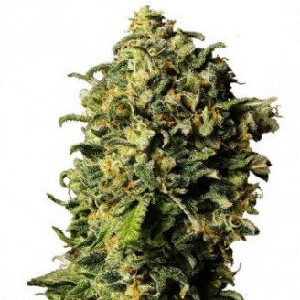 Купить семена конопли Ak 47 Auto Fem.