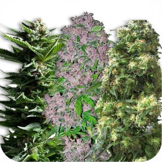Купить семена конопли Sativa Mix #1 Auto Fem.