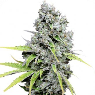 Купить семена конопли Super Skunk Fem. Купить семена конопли Super Skunk Fem.