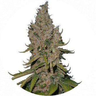 Купить семена конопли Y Griega Fem. Купить семена конопли Y Griega Fem.