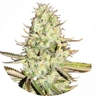 Купить семена конопли Opium Auto Fem.