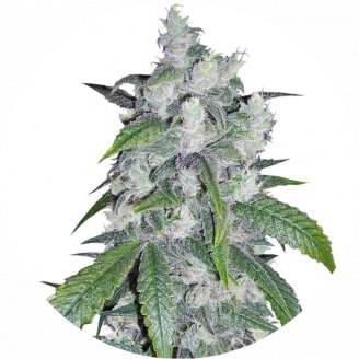 Купить семена конопли Bruce Banner Auto Fem.