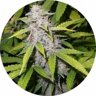 Bruce Banner Auto Fem.