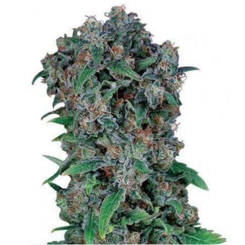 Купить семена конопли Gagarin Fem.