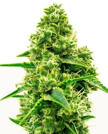 Купить семена конопли Kali Mist Auto Fem.