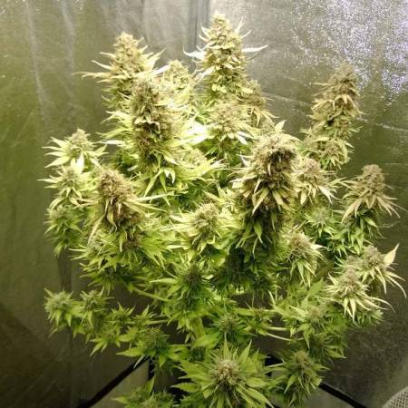 AK-49 Auto Fem.