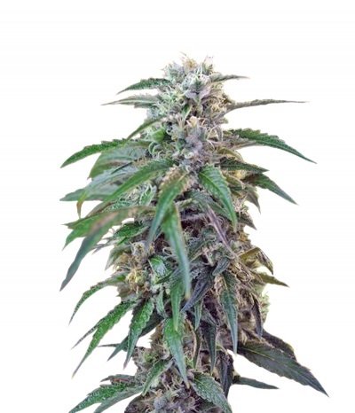 Купить семена конопли Green Poison Auto Fem. Купить семена конопли Green Poison Auto Fem.