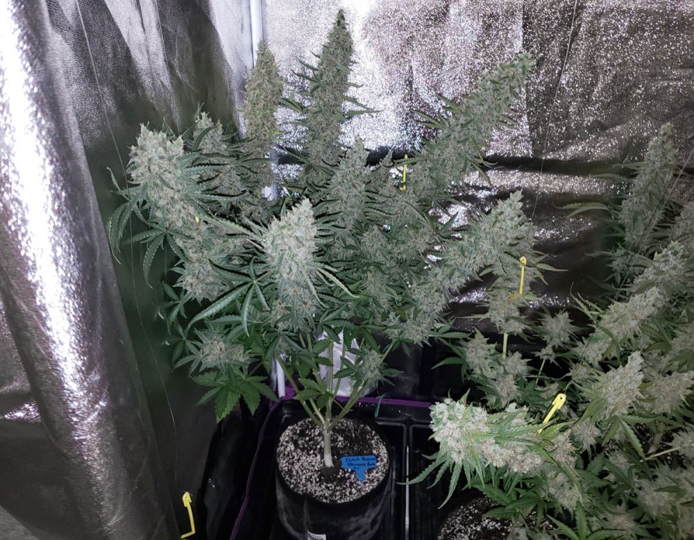 Johnny Cage Auto Fem.