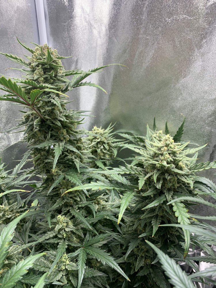 Sour Diesel Auto Fem.